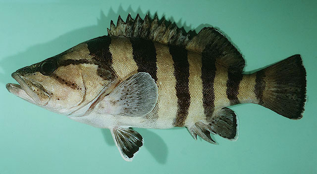 Acanthistius cinctus (Günther, 1859)